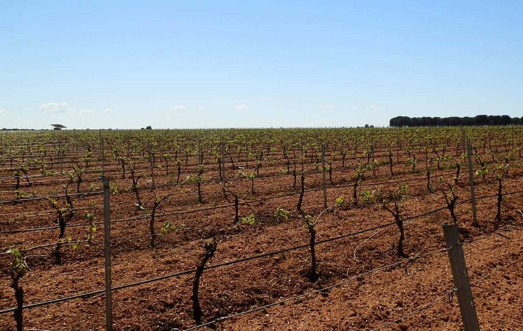 706_fincas-en-venta-008