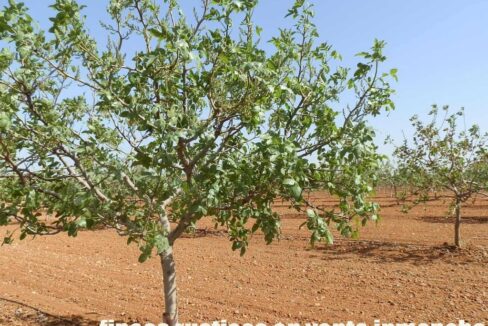 707_fincas-en-venta-001