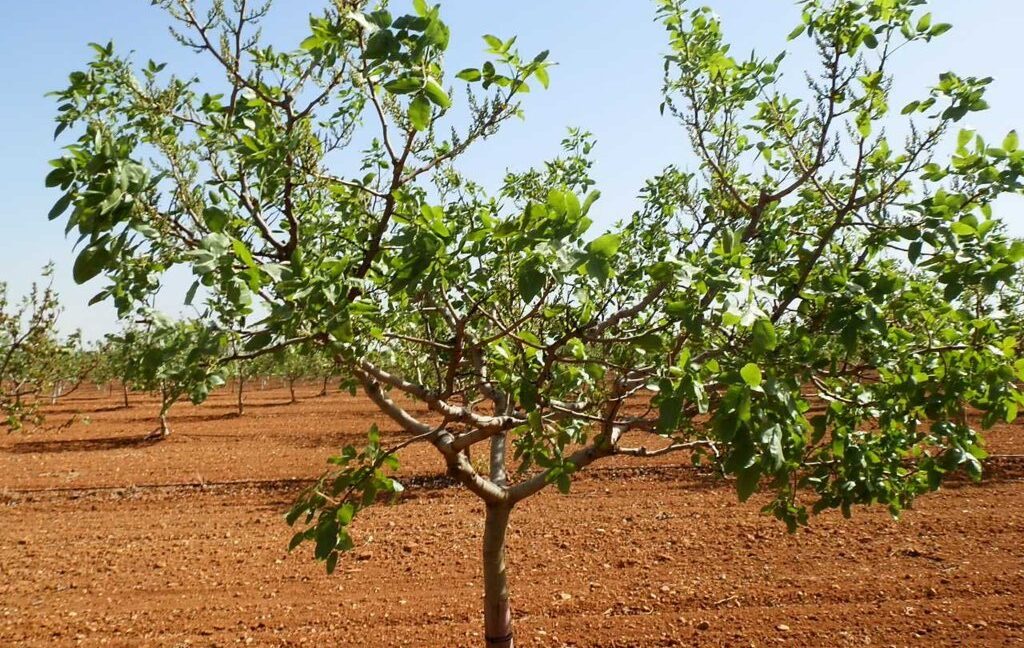 707_fincas-en-venta-003