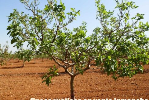 707_fincas-en-venta-003