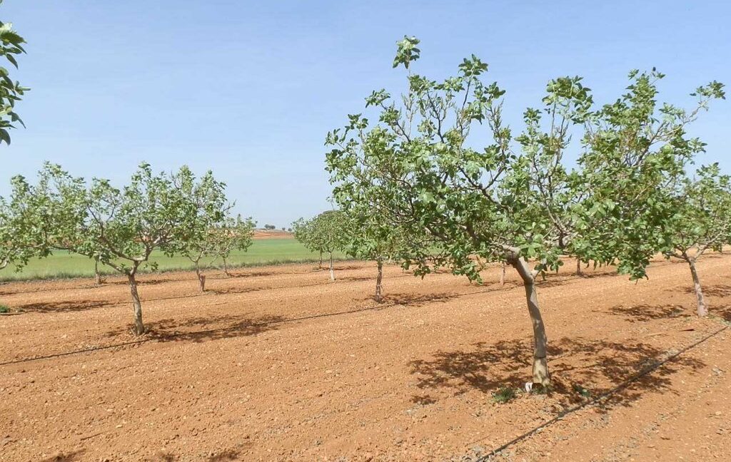 707_fincas-en-venta-005