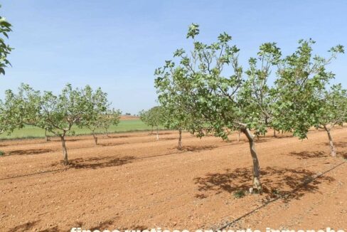 707_fincas-en-venta-005