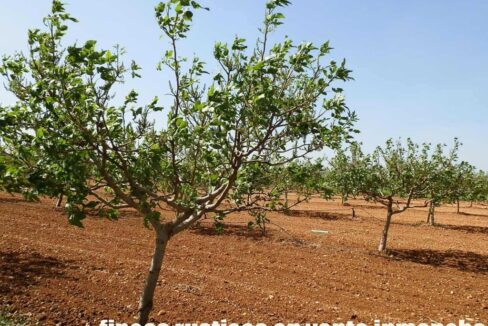 707_fincas-en-venta-009