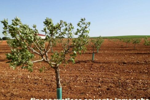 707_fincas-en-venta-012