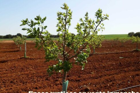 707_fincas-en-venta-015