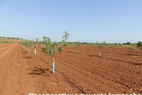707_fincas-en-venta-016