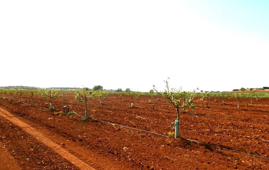 707_fincas-en-venta-018