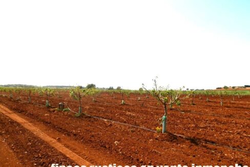707_fincas-en-venta-018