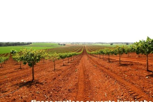 707_fincas-en-venta-019