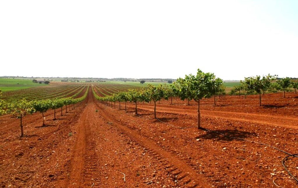 707_fincas-en-venta-020