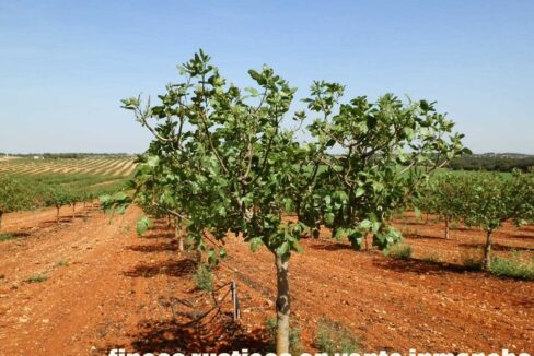 707_fincas-en-venta-025