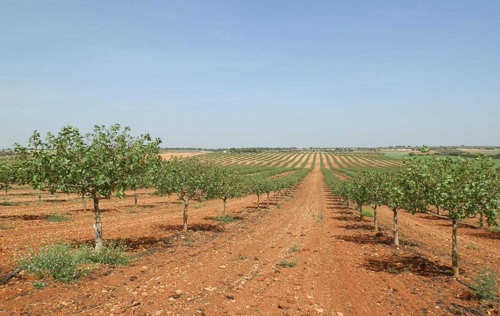 707_fincas-en-venta-026