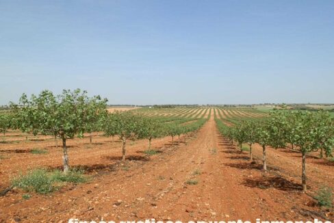 707_fincas-en-venta-026