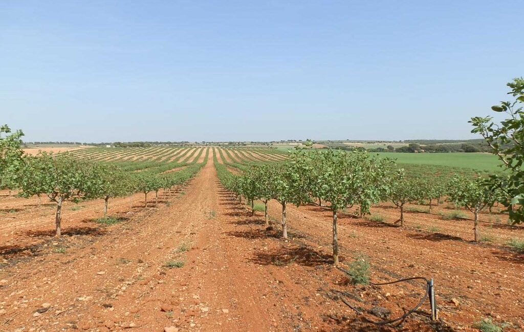 707_fincas-en-venta-027