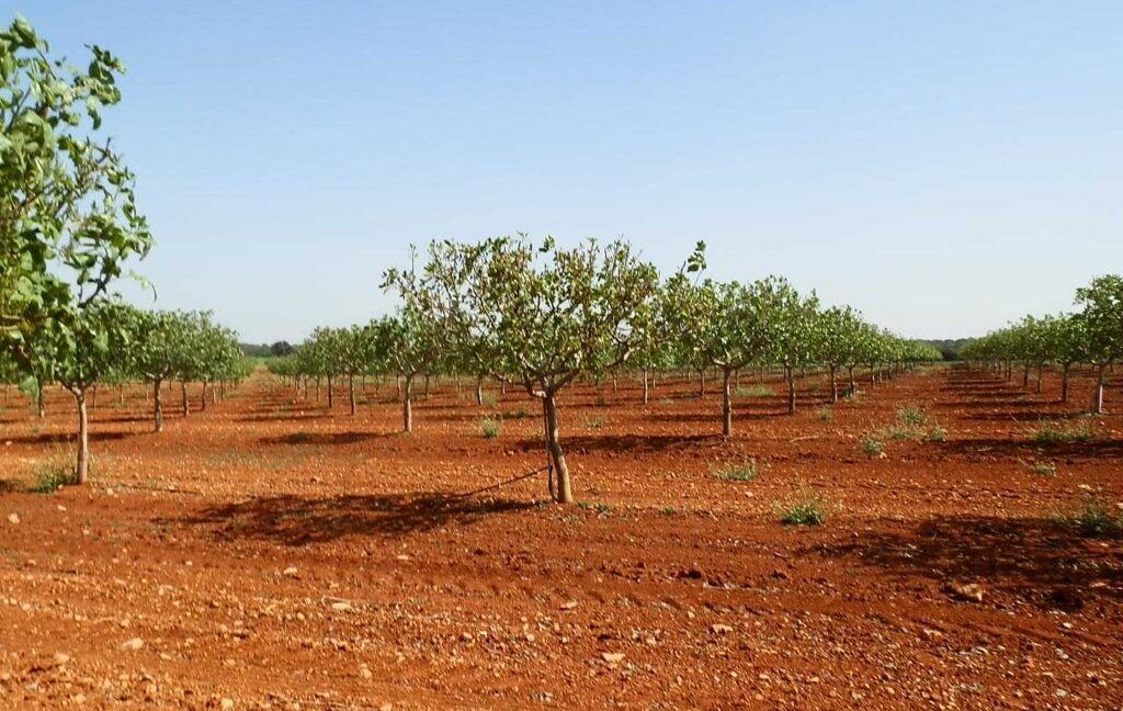 707_fincas-en-venta-029