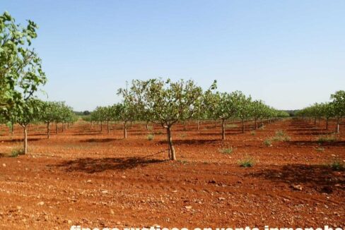 707_fincas-en-venta-029