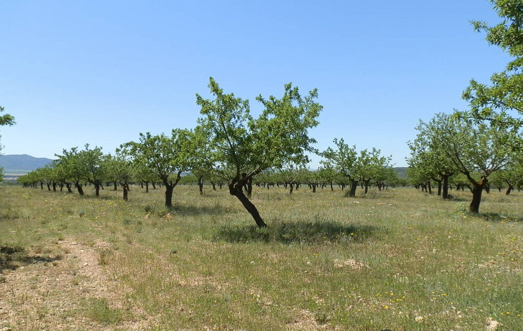 709_fincas-en-venta-24