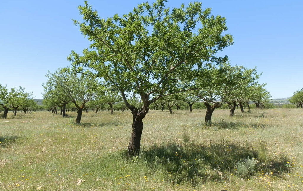 709_fincas-en-venta-25