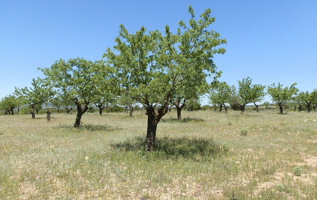 709_fincas-en-venta-26