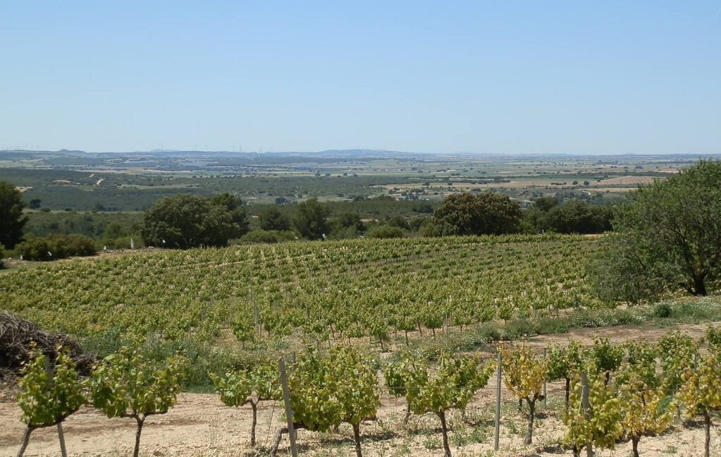709_fincas-en-venta-29
