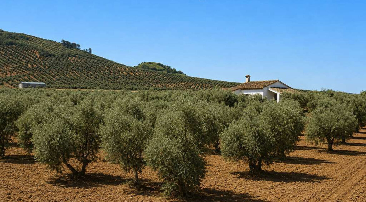 711_fincas-en-venta-10