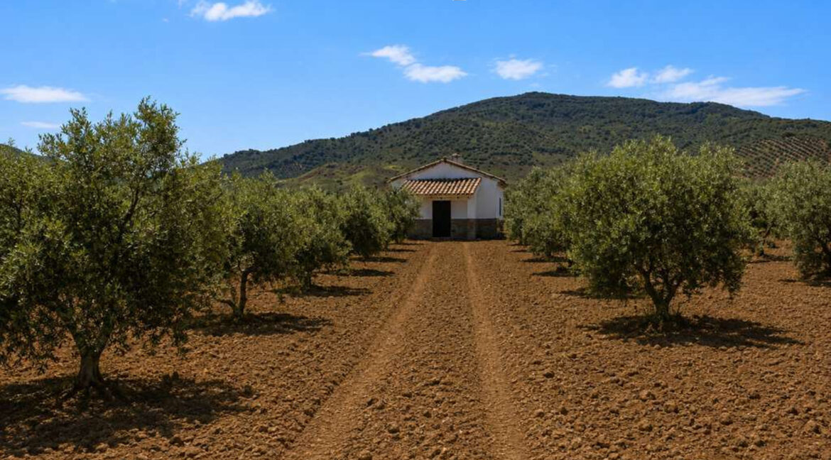 711_fincas-en-venta-11