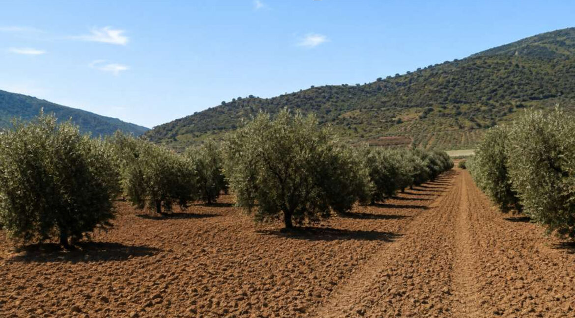 711_fincas-en-venta-2