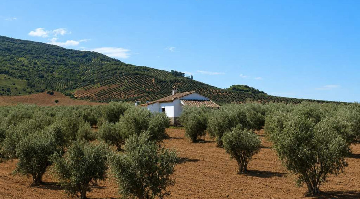711_fincas-en-venta-4