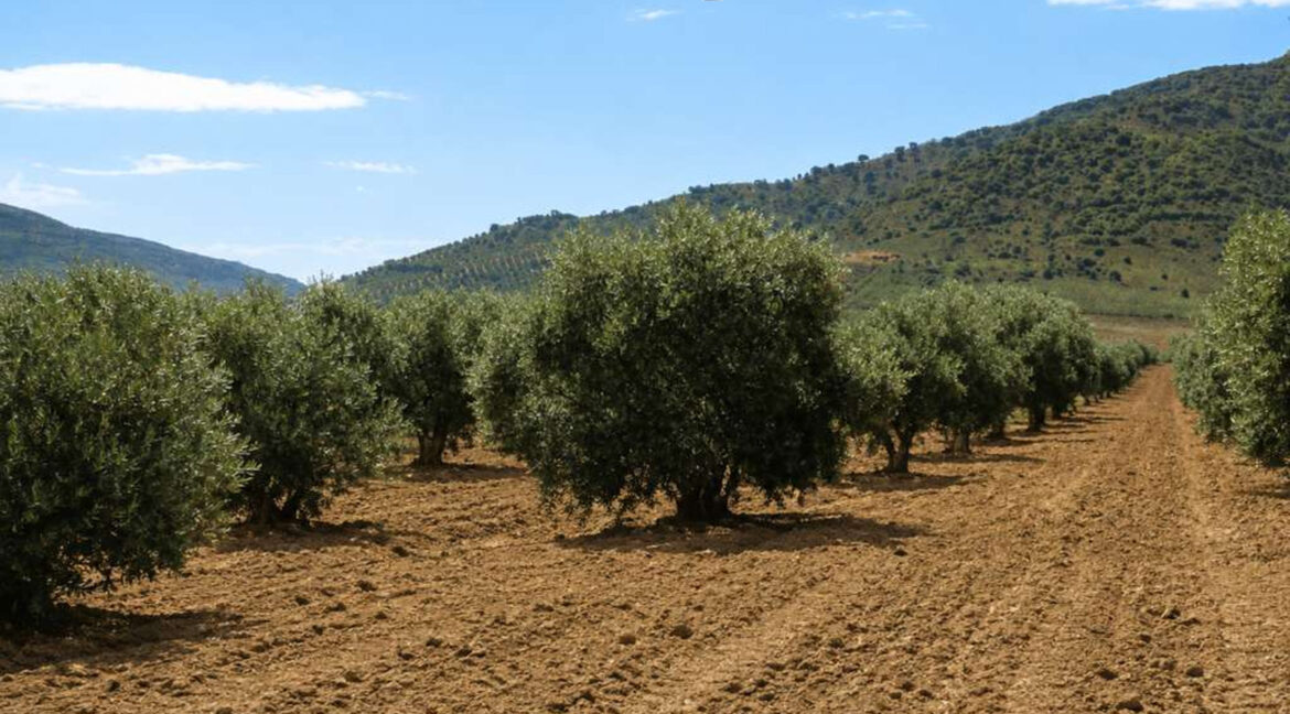 711_fincas-en-venta-5