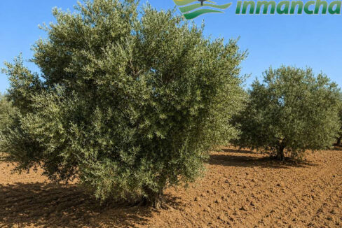 711_fincas-en-venta-6