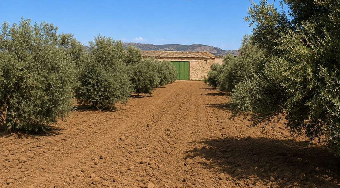 711_fincas-en-venta-7