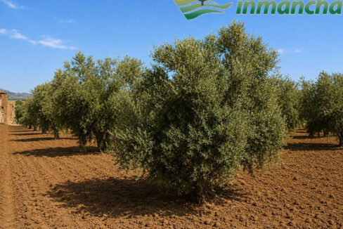711_fincas-en-venta-8