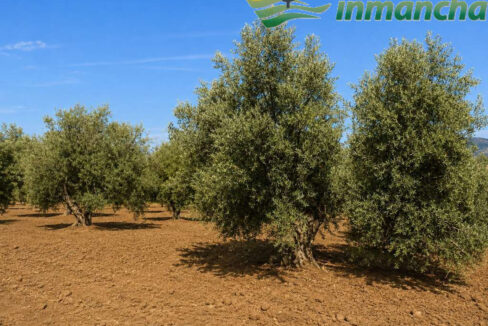711_fincas-en-venta-9