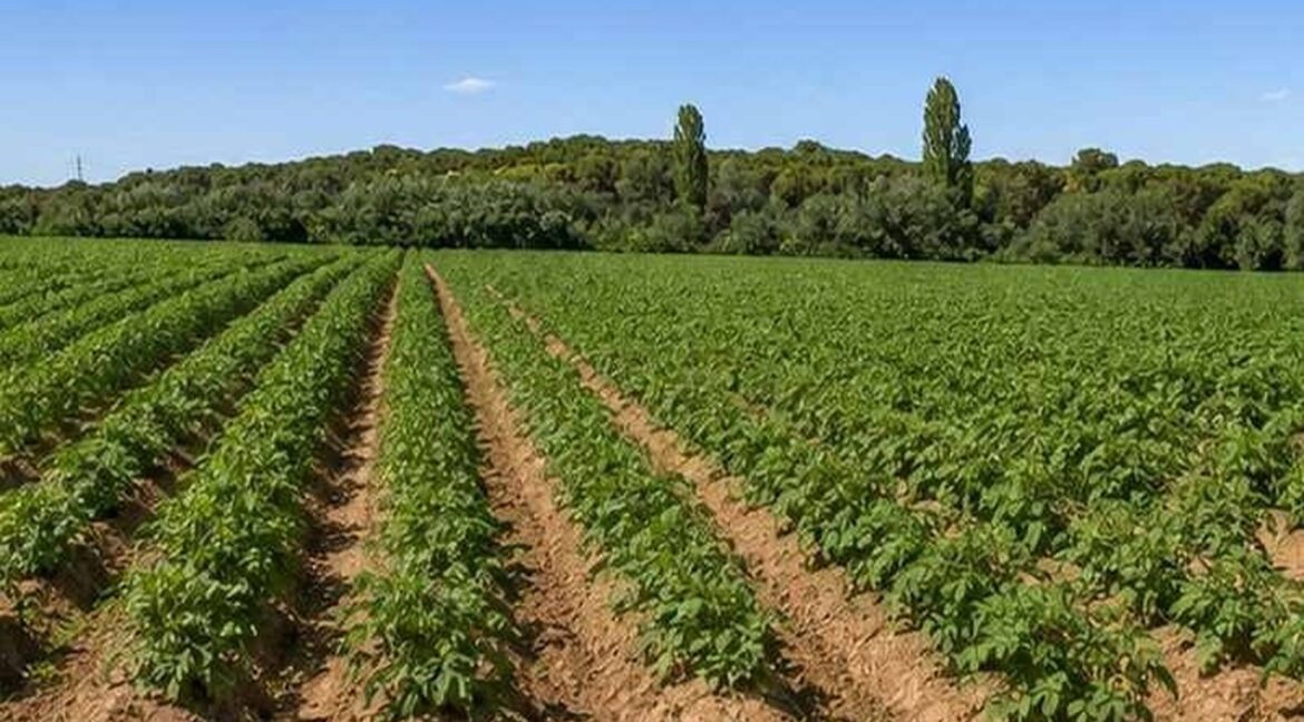 712_fincas-en-venta-8