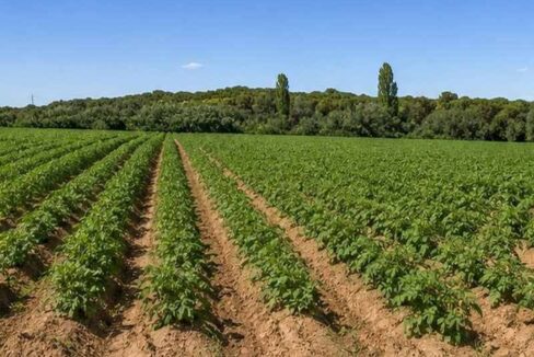 712_fincas-en-venta-8
