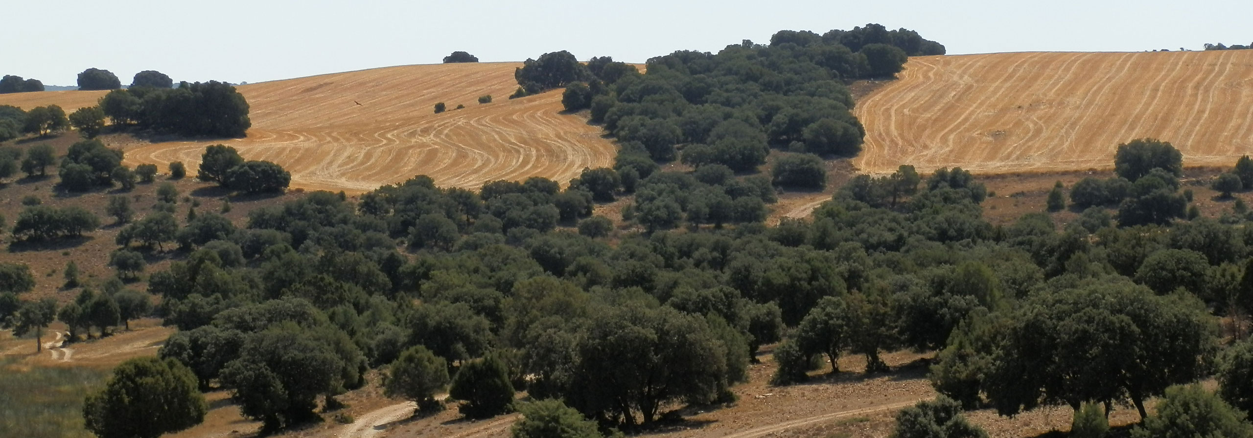 FINCA RUSTICA EN VENTA 540 HAS LABOR-MONTE CAZA MENOR EN ALBACETE
