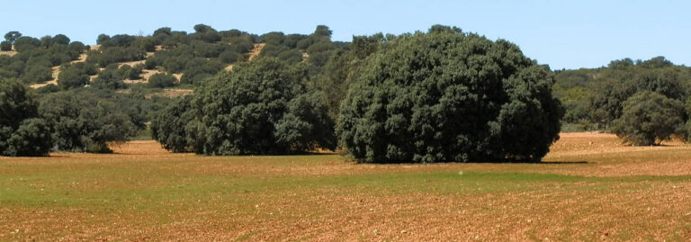 FINCA EN VENTA 640 HAS. LABOR-MONTE-CAZA MENOR EL ALBACETE