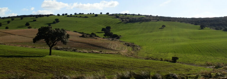FINCA EN VENTA 47 HAS. DE LABOR DE SECANO EN CIUDAD REAL
