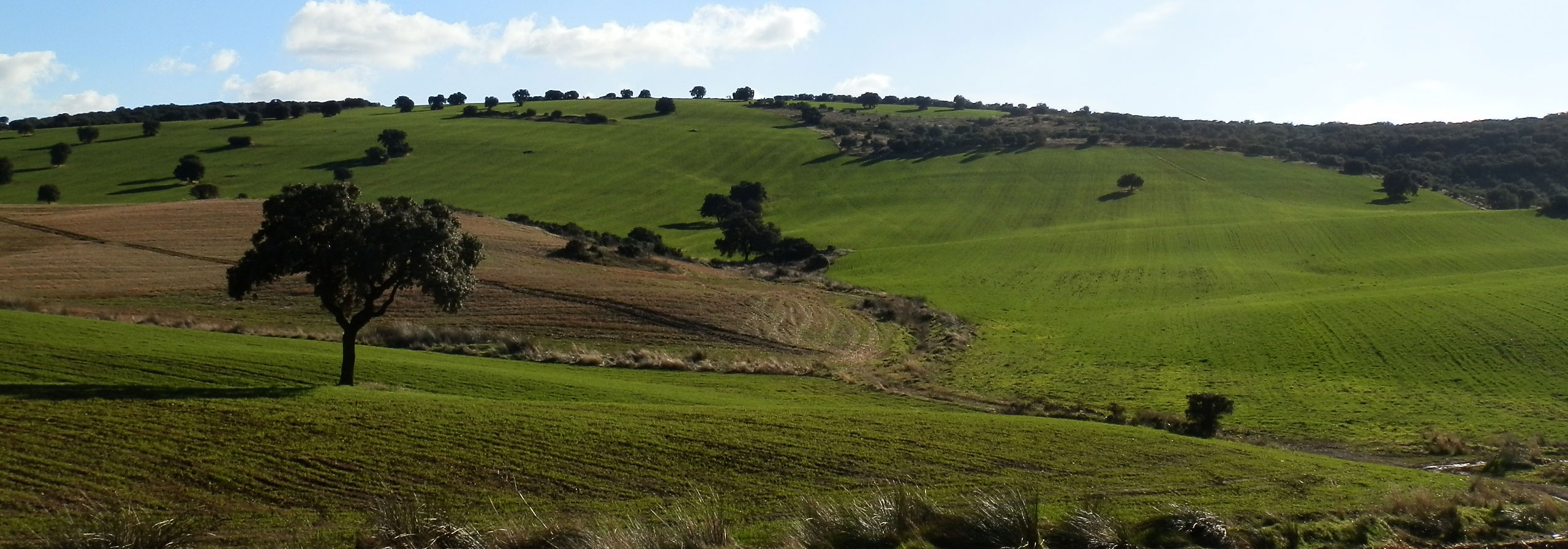 FINCA EN VENTA 47 HAS. DE LABOR DE SECANO EN CIUDAD REAL