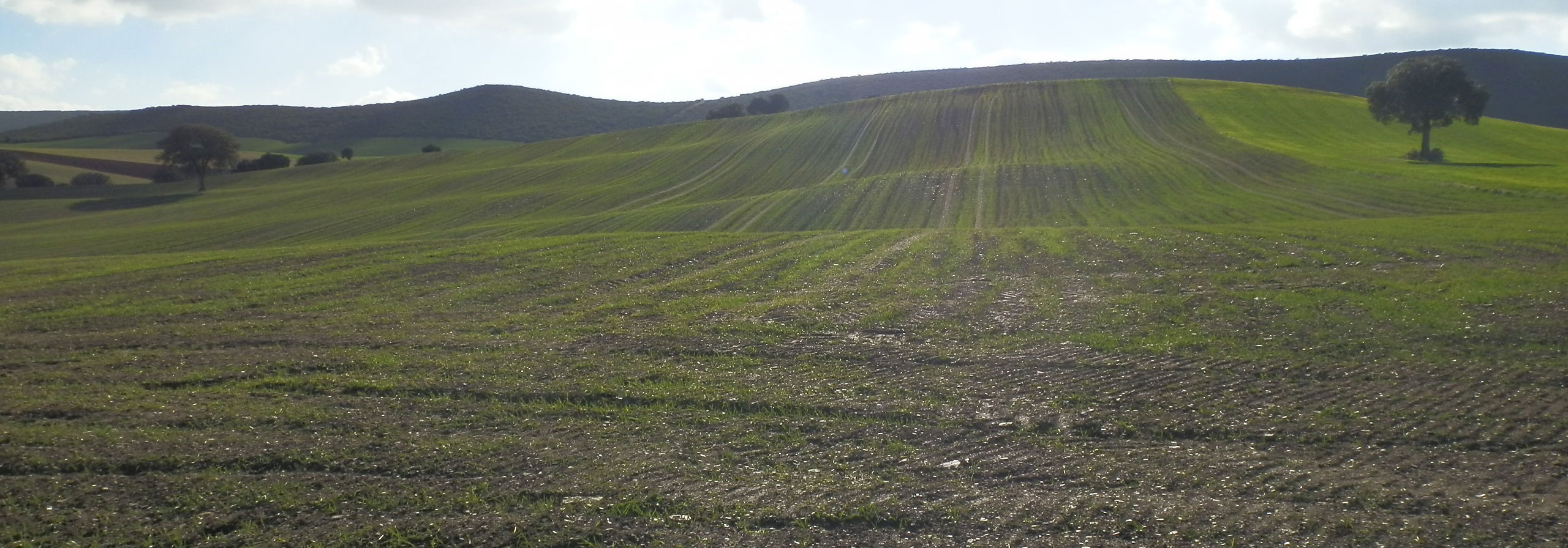 FINCA EN VENTA DE 47 HAS. LABOR-SECANO BUENA CALIDAD EN CIUDAD REAL