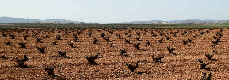 FINCA EN VENTA 29 HAS VIÑA EN VASO-OLIVAR EN SANTA CRUZ DE MUDELA (C.REAL)