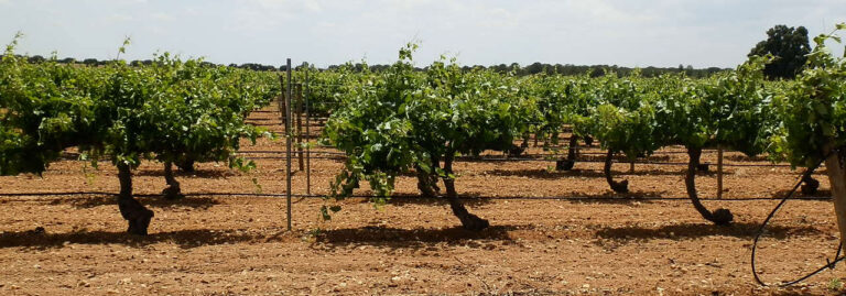 FINCA EN VENTA DE UNAS 46 HA CON VIÑA ECOLÓGICA Y ALMENDROS EN ALBACETE