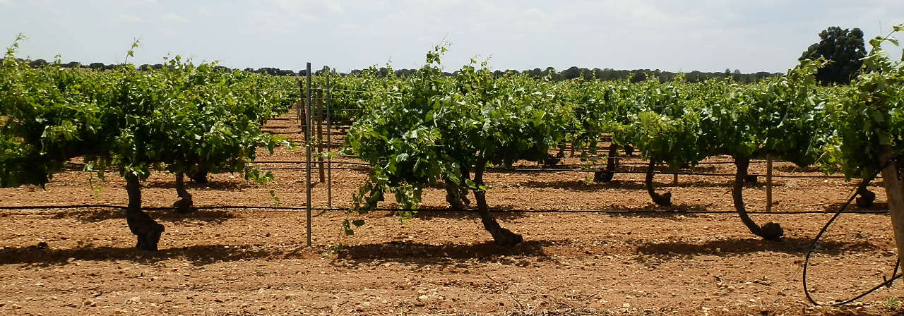 Finca rústica referencia 463