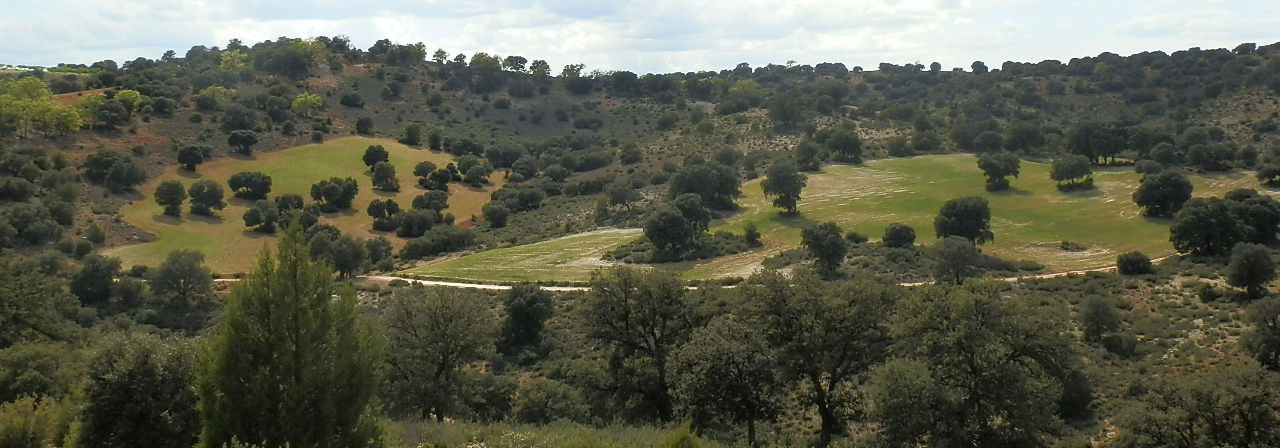 FINCA EN VENTA 475 HAS. CAZA MENOR Y MAYOR-CASERÍO EN ALBACETE