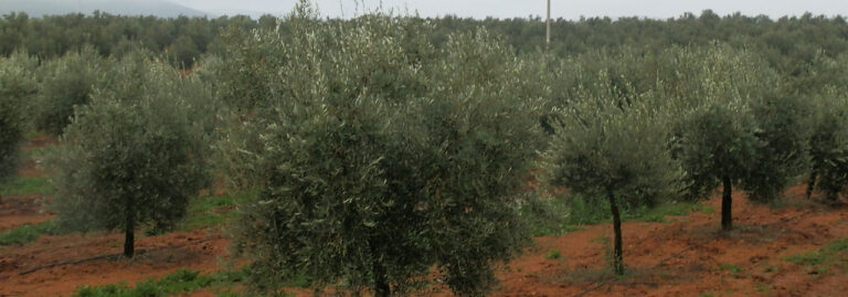 FINCA EN VENTA 41 HAS. OLIVAR-RIEGO-ECOLOGICO-EN CIUDAD REAL