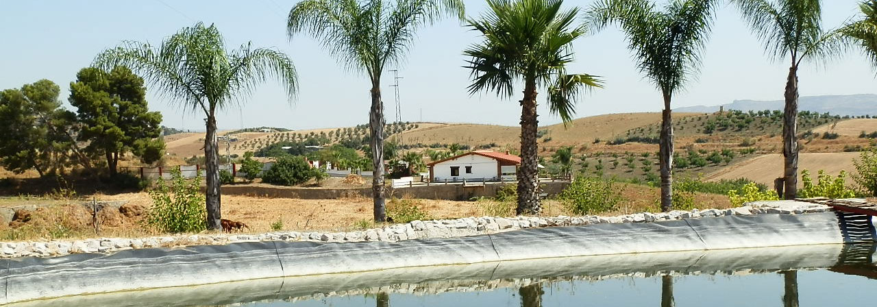 FINCA EN VENTA 6 HAS.-RIEGO- IDEAL PARA CABALLOS EN MALAGA