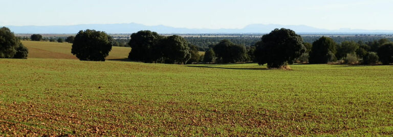 FINCA EN VENTA 524 HAS. LABOR-MONTE-CAZA MENOR EN ALBACETE