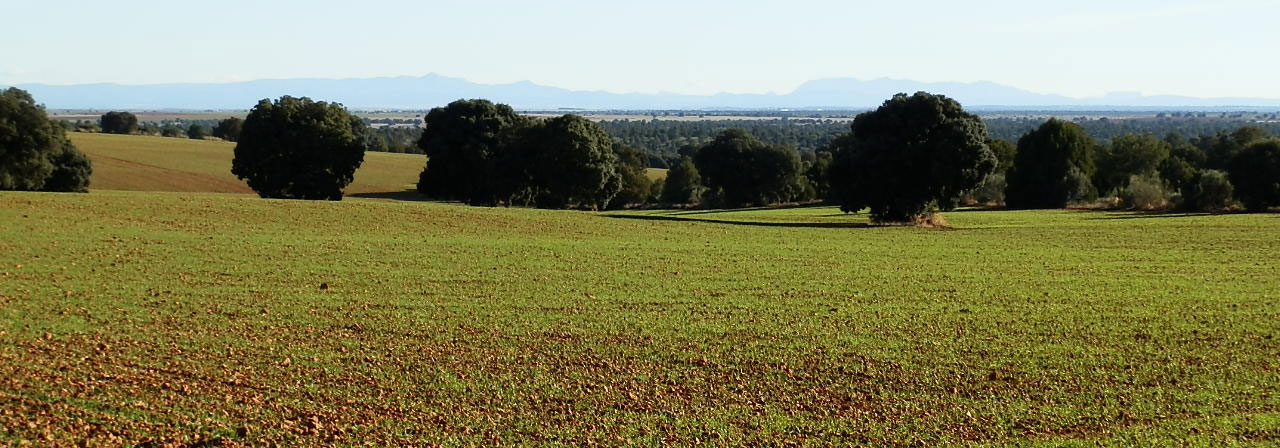 FINCA EN VENTA 524 HAS. LABOR-MONTE-CAZA MENOR EN ALBACETE