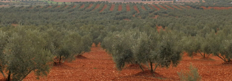 FINCA EN VENTA DE UNAS 38,5 HA DE OLIVAR DE SECANO EN VALDEPEÑAS