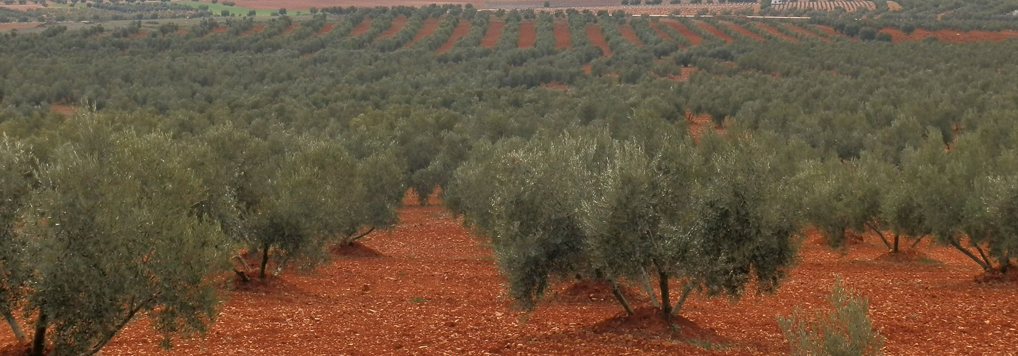 FINCA EN VENTA DE UNAS 38,5 HA DE OLIVAR DE SECANO EN VALDEPEÑAS